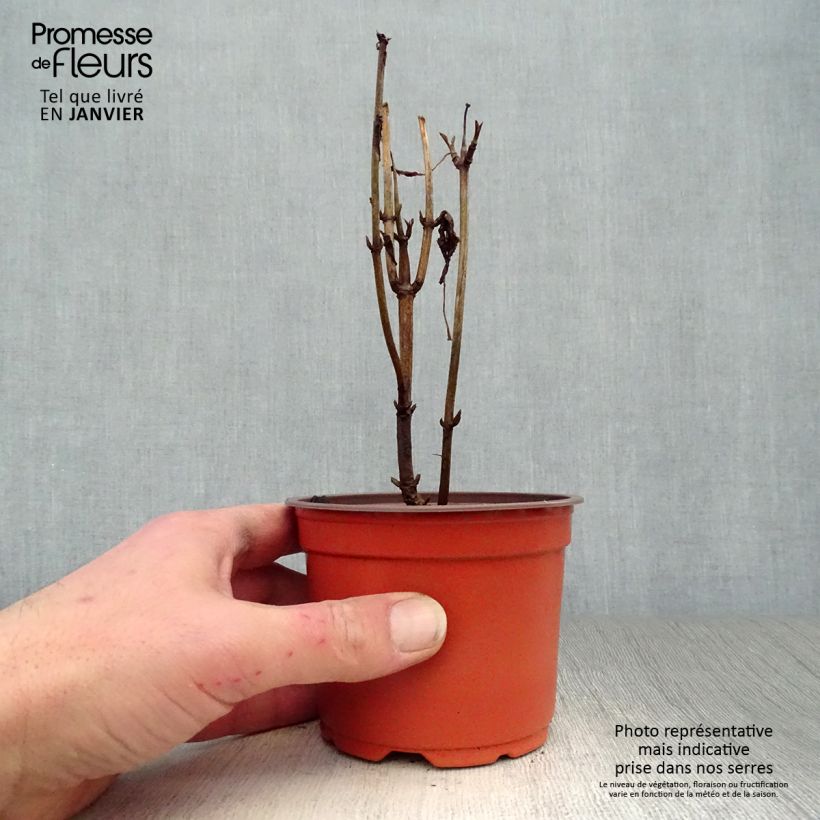 Example of Hydrangea arborescens Annabelle - Sneeuwballenhortensia Pot van 12 cm / 13 cm as you get in hiver