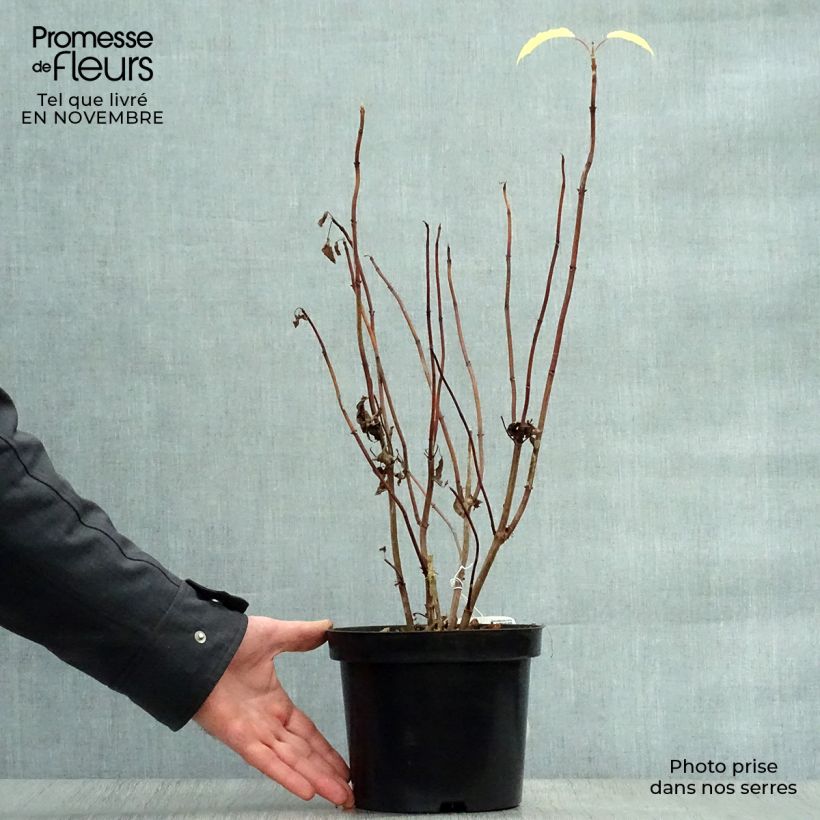 Exemplaar van Hydrangea arborescens Annabelle - Sneeuwballenhortensia Pot van 3 l/4 l zoals geleverd in de herfst
