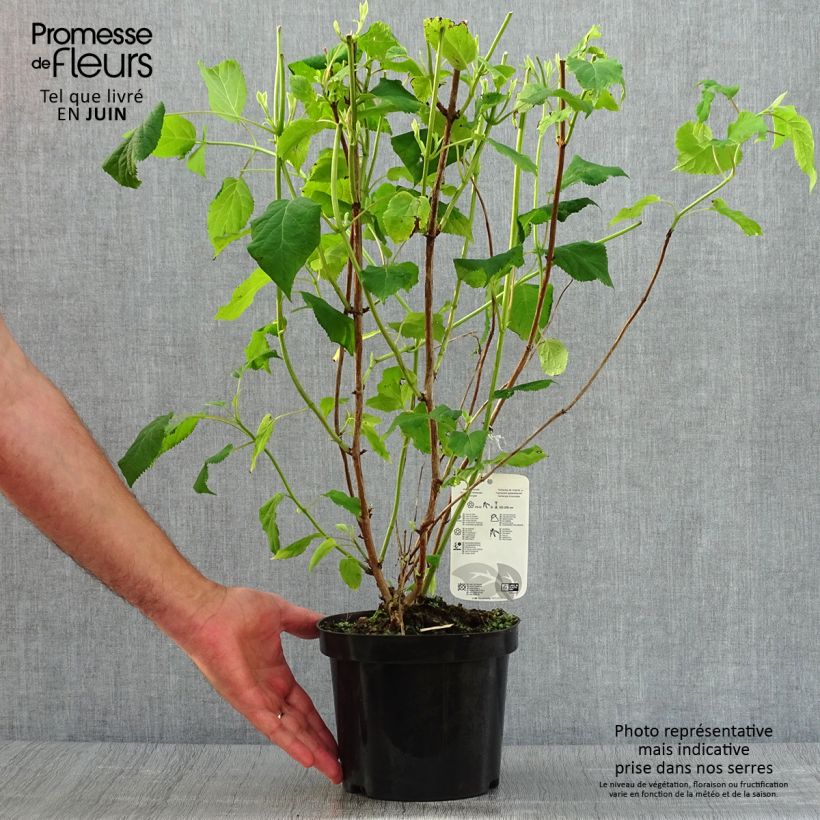 Exemplaar van Hydrangea arborescens Annabelle - Sneeuwballenhortensia Pot van 3 l/4 l zoals geleverd in de zomer