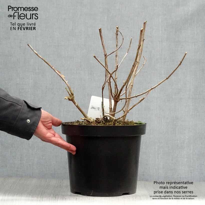 Example of Hydrangea arborescens Annabelle - Sneeuwballenhortensia Pot van 7,5 l/10 l as you get in hiver