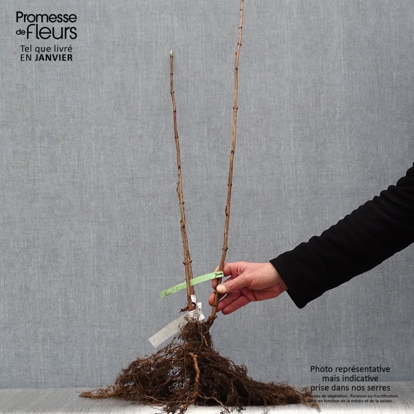 Exemplaar van Hydrangea arborescens Annabelle - Sneeuwballenhortensia Naakte wortel zoals geleverd in de winter