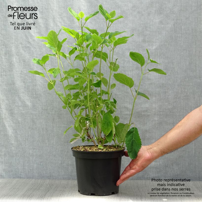 Exemplaar van Hydrangea arborescens Candybelle Bubblegum - sneeuwballenhortensia Pot van 3 l/4 l zoals geleverd in de zomer