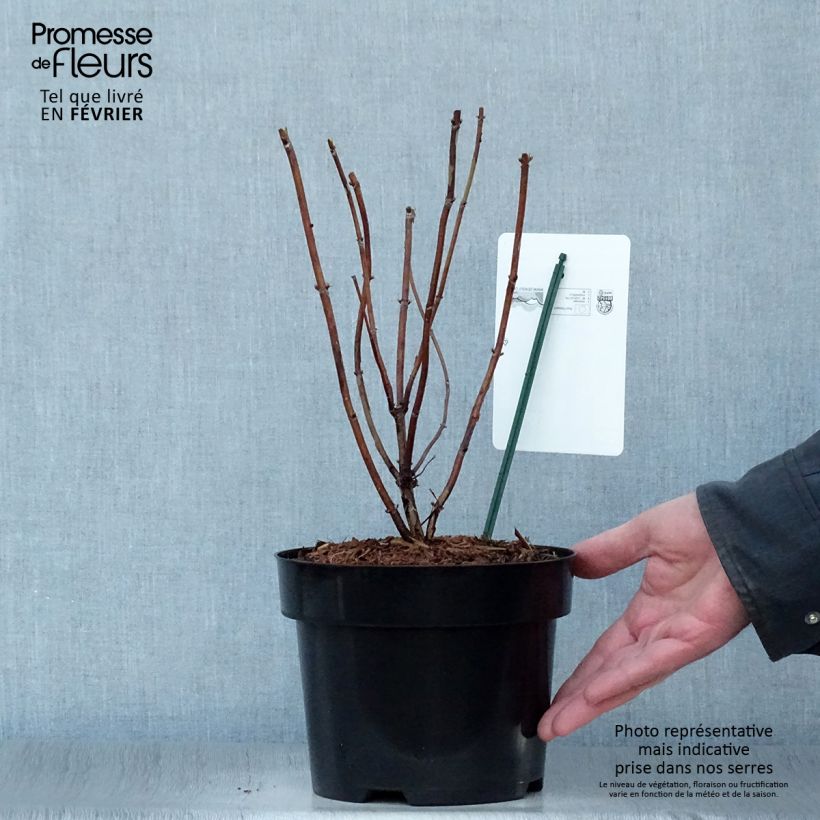 Example of Hortensia arborescens Candybelle Marshmallow Pot van 3 l/4 l as you get in hiver