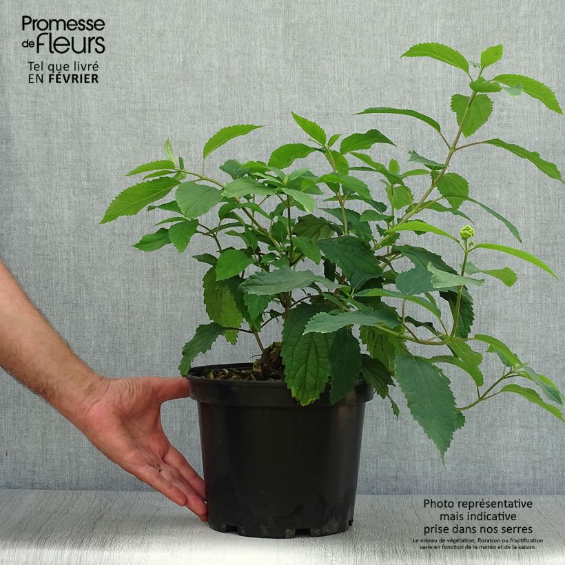 Example of Hortensia arborescens Hayes Starbust Pot van 3 l/4 l as you get in automne