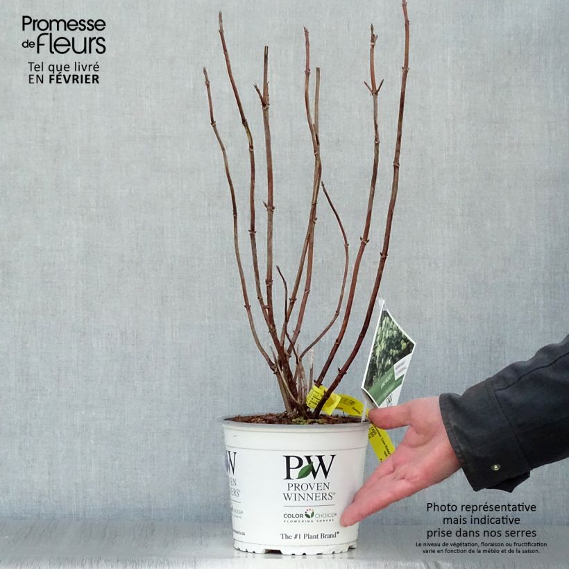 Example of Hortensia arborescens Lime Rickey Pot van 2 l/3 l as you get in hiver