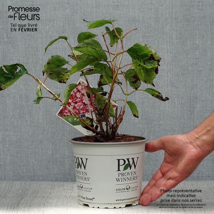 Exemplaar van Hydrangea arborescens Ruby Annabelle - struikhortensia Pot van 2 l/3 l, Struik zoals geleverd in de herfst