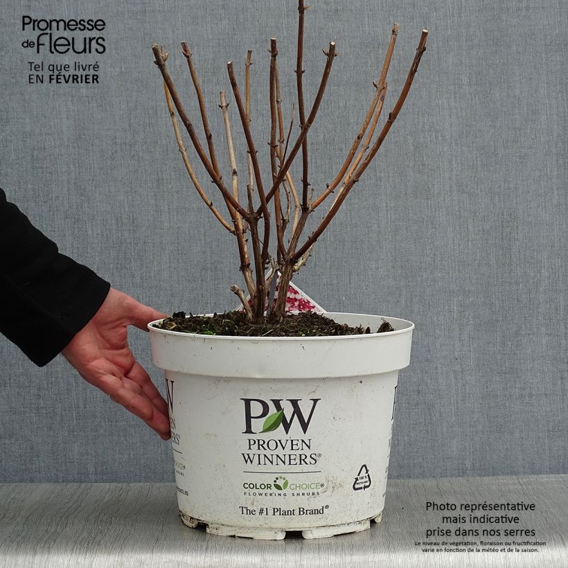 Example of Hortensia arborescens Ruby Annabelle Pot van 4 l/5 l as you get in hiver