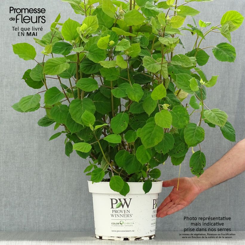 Exemplaar van Hydrangea arborescens Ruby Annabelle - struikhortensia Pot van 4 l/5 l zoals geleverd in de lente