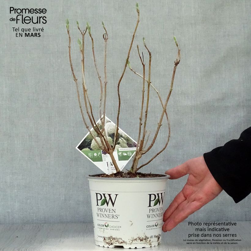 Exemplaar van Sneeuwballenhortensia Strong Annabelle Incrediball Pot van 2 l/3 l, Struik zoals geleverd in de lente