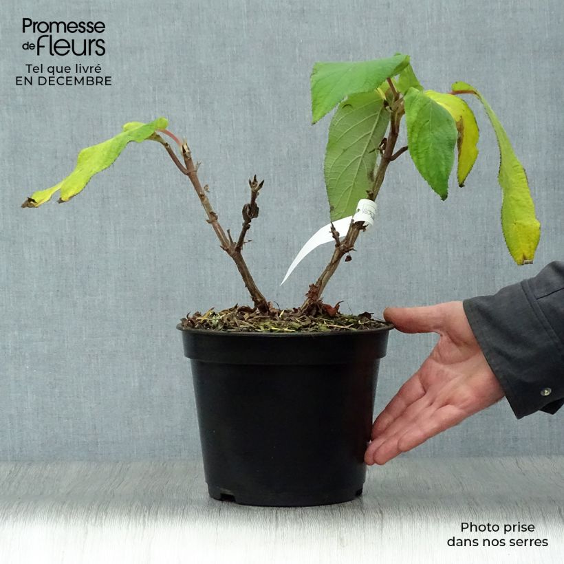 Example of Hortensia - Hydrangea aspera Anthony Bullivant Pot van 3 l/4 l as you get in hiver