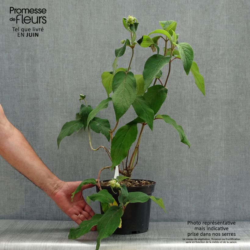 Exemplaar van Hydrangea aspera Anthony Bullivant - Fluweelhortensia Pot van 3 l/4 l zoals geleverd in de zomer