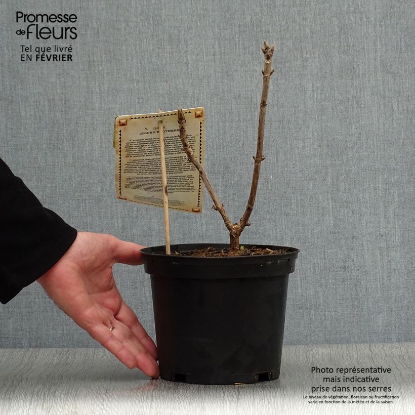 Example of Hortensia - Hydrangea aspera Goldrush Pot van 2 l/3 l as you get in hiver