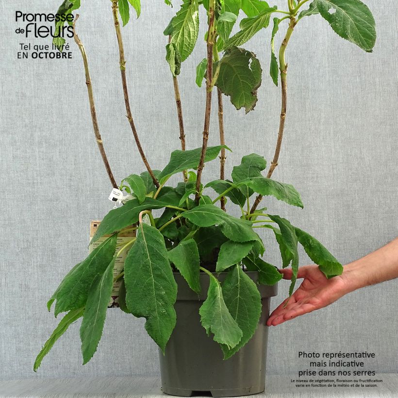 Exemplaar van Hydrangea aspera Macrophylla - Fluweelhortensia Pot van 7,5 l/10 l zoals geleverd in de herfst