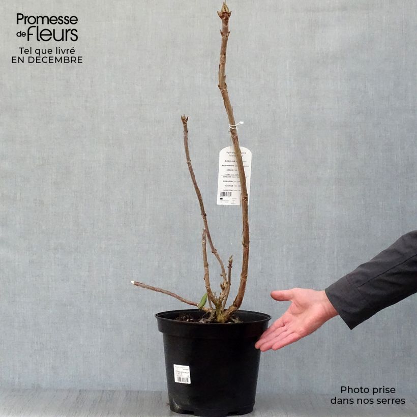Example of Hortensia - Hydrangea aspera Macrophylla  Pot van 7,5 l/10 l as you get in hiver