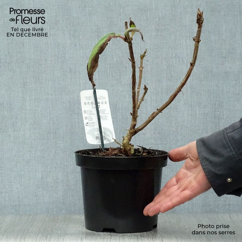 Example of Hortensia - Hydrangea aspera Macrophylla  Pot van 2 l/3 l as you get in hiver