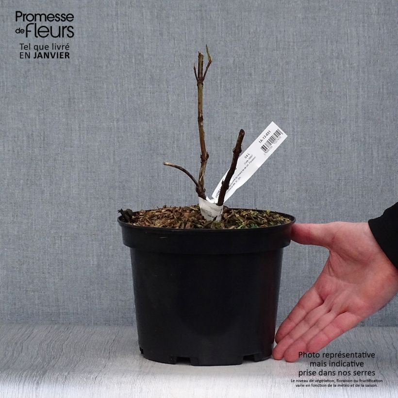 Example of Hydrangea aspera Rosemary Foster - Fluweelhortensia Pot van 4 l/5 l as you get in hiver