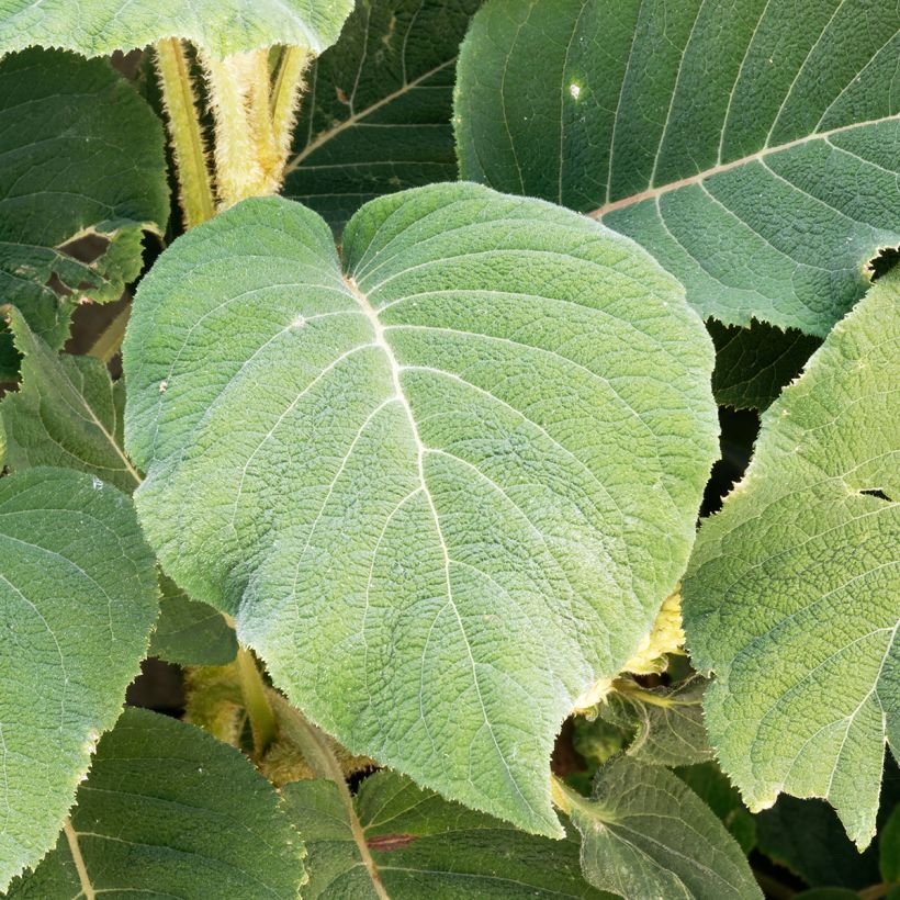 Hydrangea aspera Sargentiana - Fluweelhortensia (Foliage)