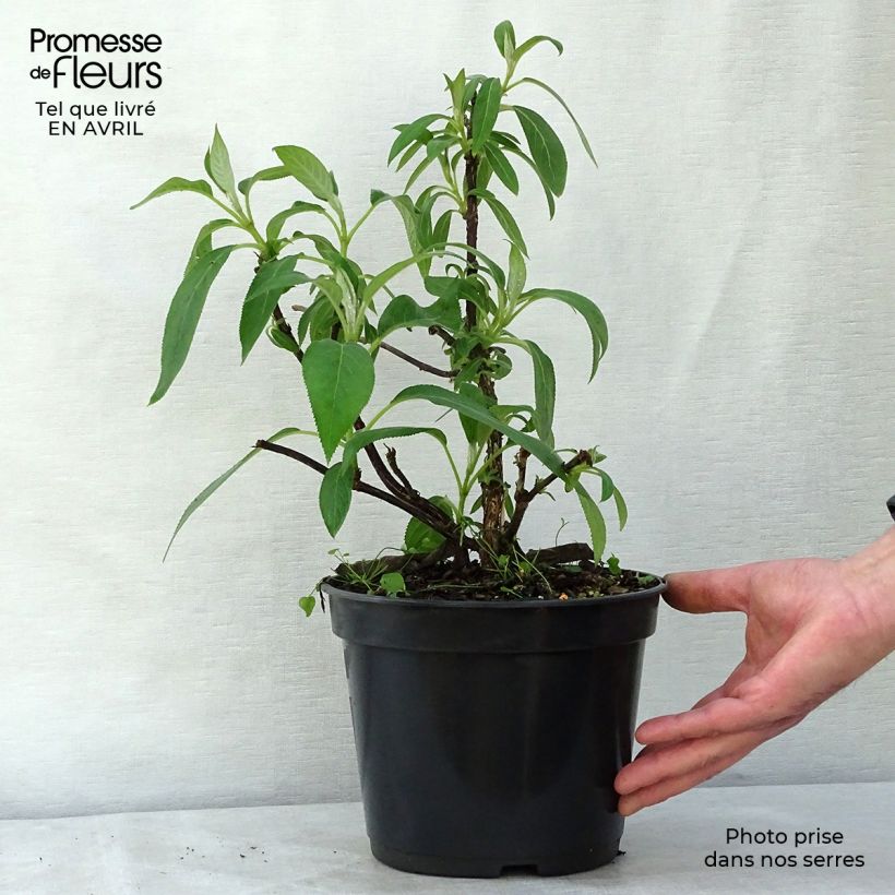 Exemplaar van Hydrangea aspera Villosa - Fluweelhortensia Pot van 3 l/4 l zoals geleverd in de lente