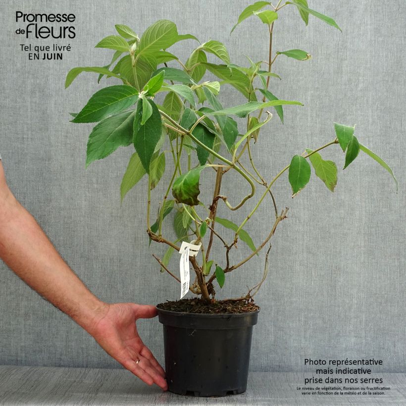 Exemplaar van Hydrangea aspera Villosa - Fluweelhortensia Pot van 3 l/4 l zoals geleverd in de zomer