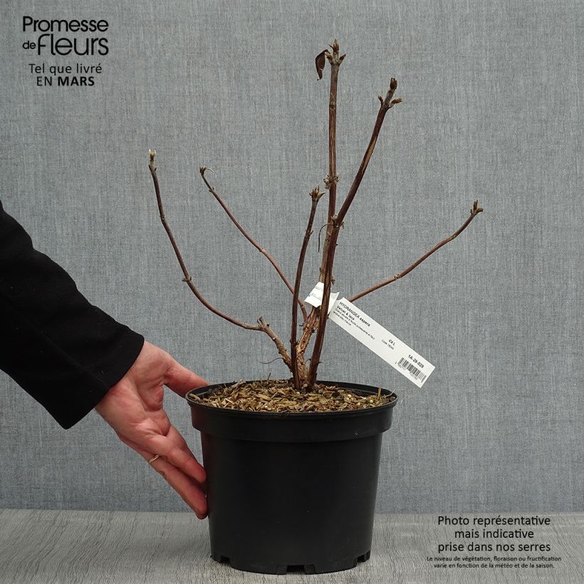 Exemplaar van Hydrangea aspera Velvet & Lace - Fluweelhortensia Pot van 4 l/5 l zoals geleverd in de lente
