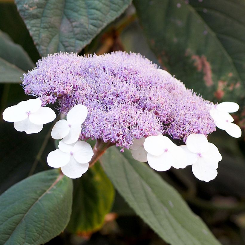 Hydrangea aspera Velvet & Lace - Fluweelhortensia (Bloei)