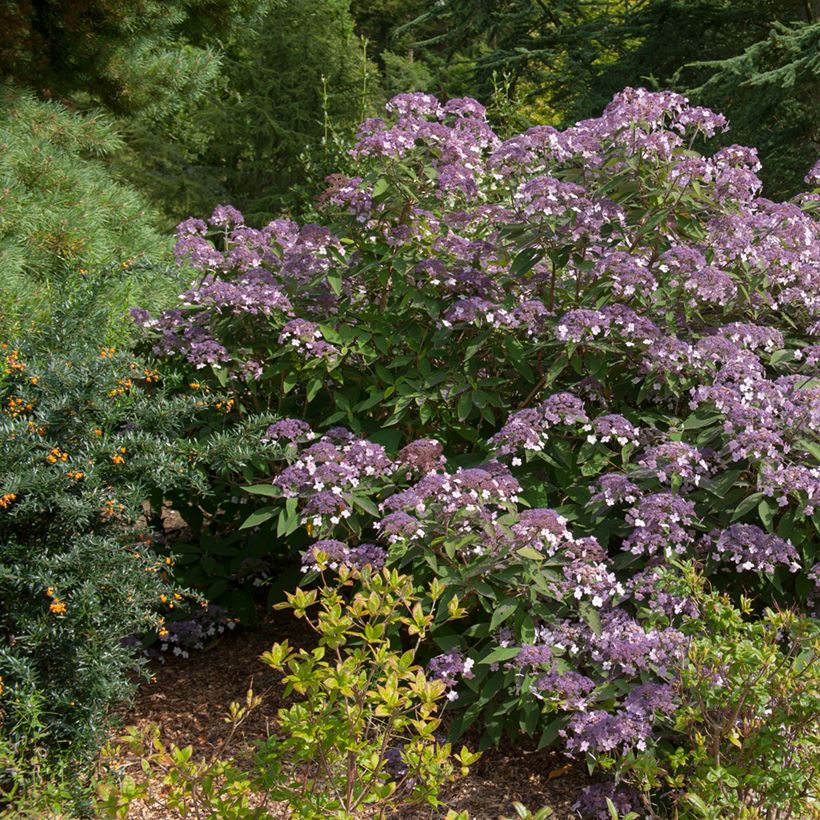 Hydrangea aspera Velvet & Lace - Fluweelhortensia (Groeiplaats)