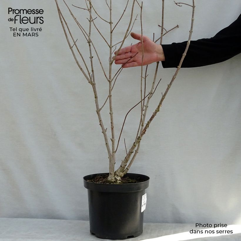 Example of Hortensia - Hydrangea heteromalla Pot van 7,5 l/10 l as you get in printemps