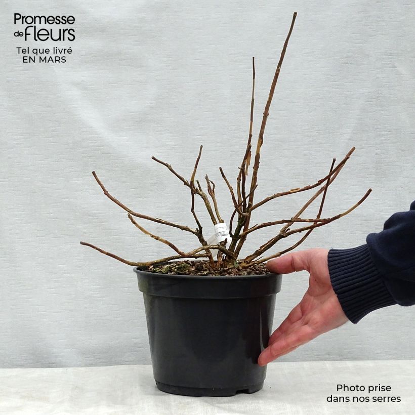 Exemplaar van Hydrangea involucrata Late Love - Hortensia Pot van 3 l/4 l zoals geleverd in de lente