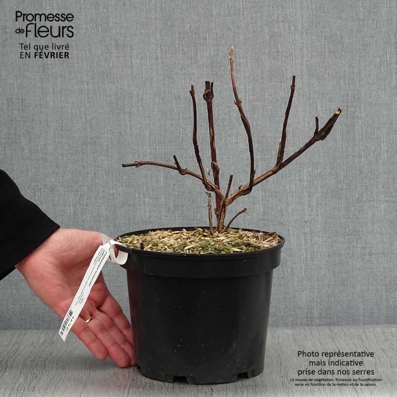 Example of Hortensia - Hydrangea involucrata Late Love Pot van 3 l/4 l as you get in hiver