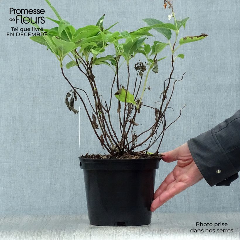 Example of Hortensia - Hydrangea involucrata1 Pot van 2 l/3 l as you get in hiver