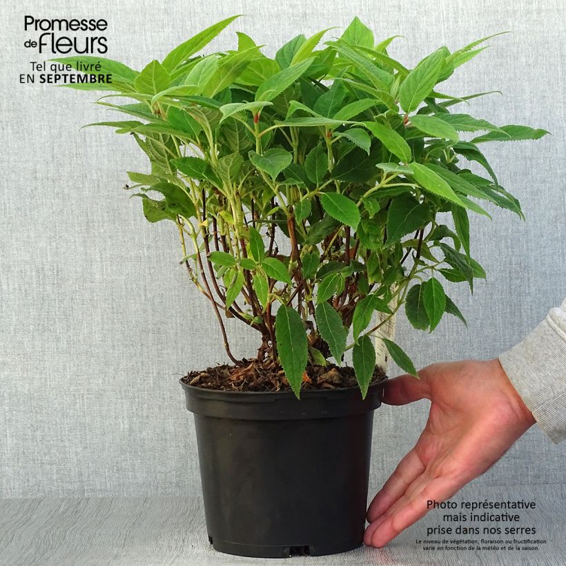 Exemplaar van Hydrangea involucrata - Hortensia Pot van 2 l/3 l zoals geleverd in de herfst