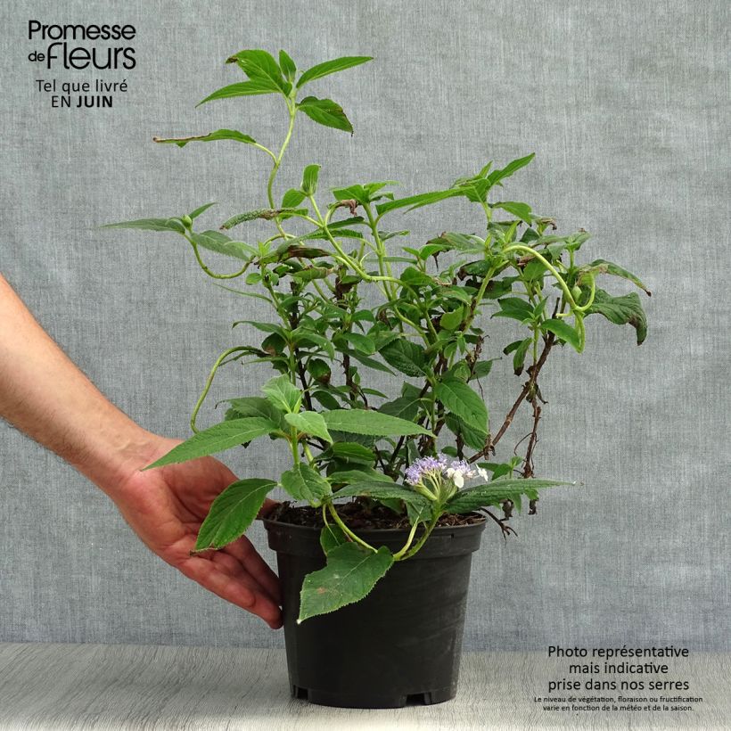 Exemplaar van Hydrangea involucrata - Hortensia Pot van 2 l/3 l zoals geleverd in de zomer