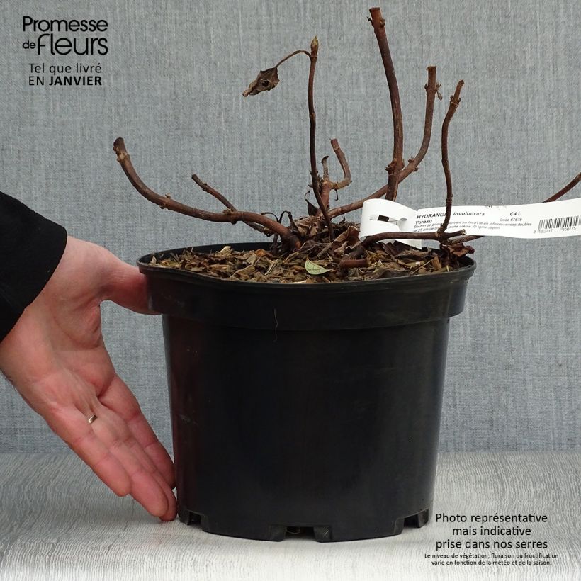 Example of Hydrangea involucrata Yoraku Tama - Hortensia Pot van 4 l/5 l as you get in hiver