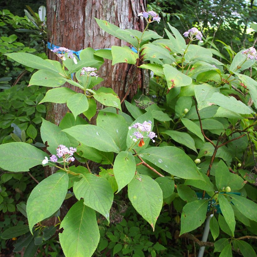 Hydrangea involucrata - Hortensia (Plant habit)