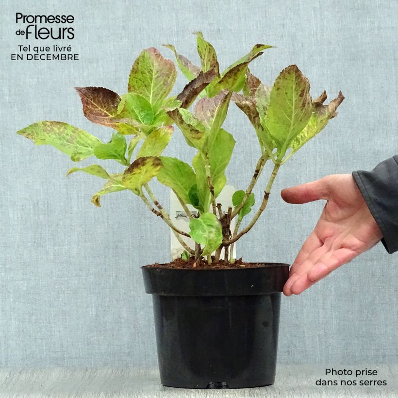 Example of Hortensia macrophylla Ayesha Pot van 2 l/3 l as you get in hiver