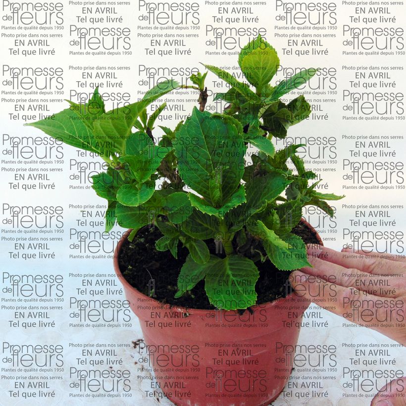 Example of Hortensia - Hydrangea macrophylla Baron Pourpre Pot van 2 l/3 l as you get