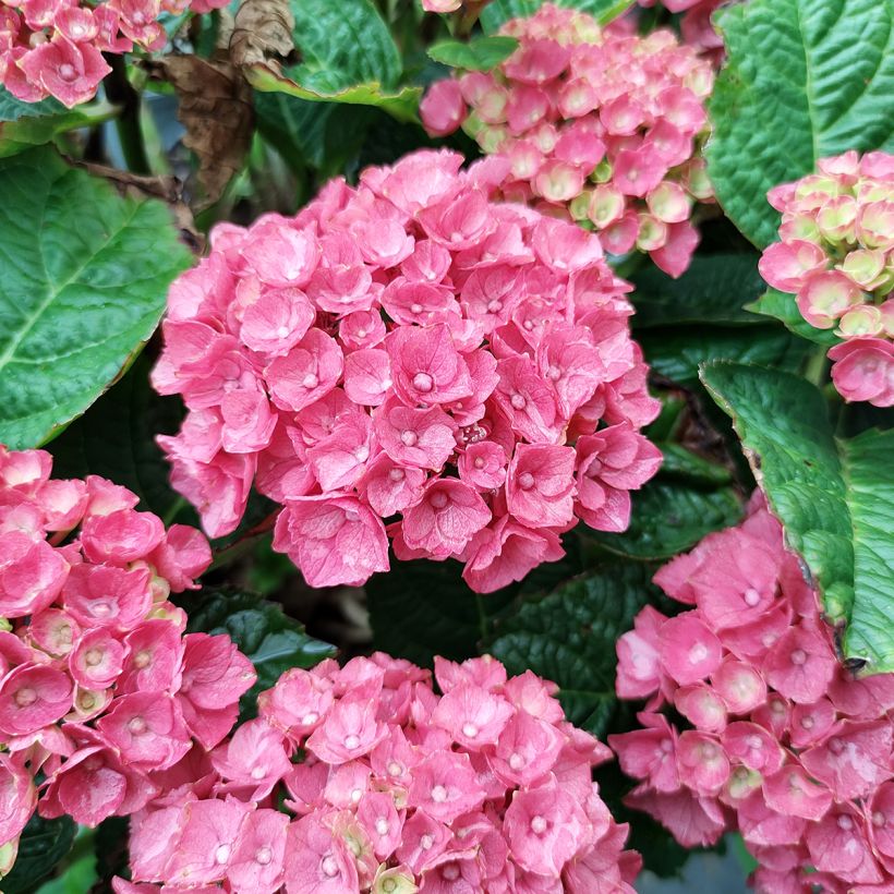 Hydrangea macrophylla Baron Rouge - Boerenhortensia rood (Flowering)