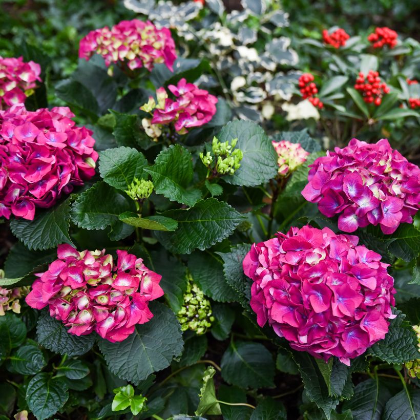 Hydrangea macrophylla Baron Rouge - Boerenhortensia rood (Plant habit)