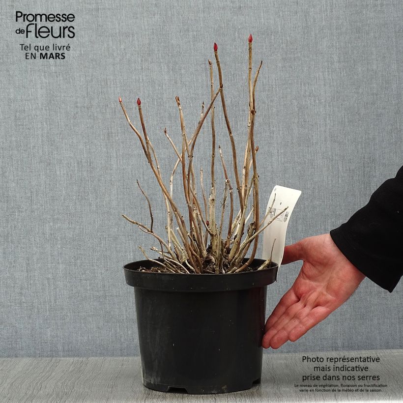 Example of Hortensia - Hydrangea macrophylla Baron Rouge  Pot van 4 l/5 l as you get in hiver