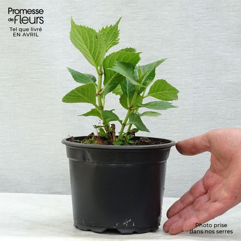 Exemplaar van Hydrangea macrophylla Baron Rouge - Boerenhortensia rood Pot van 2 l/3 l zoals geleverd in de lente