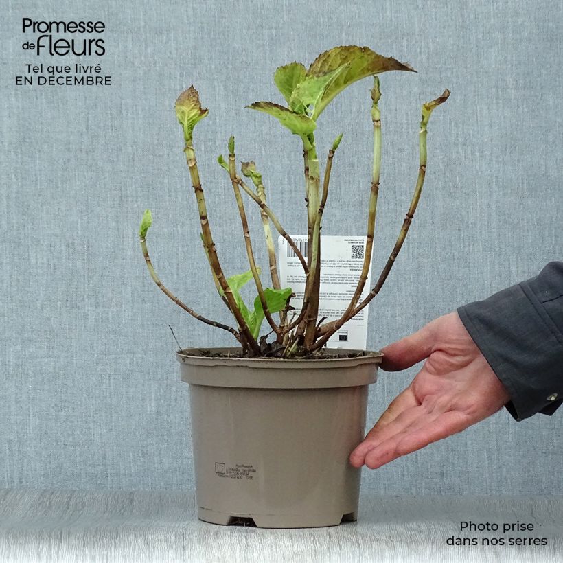 Example of Hortensia - Hydrangea macrophylla Baron Rouge  Pot van 2 l/3 l as you get in hiver