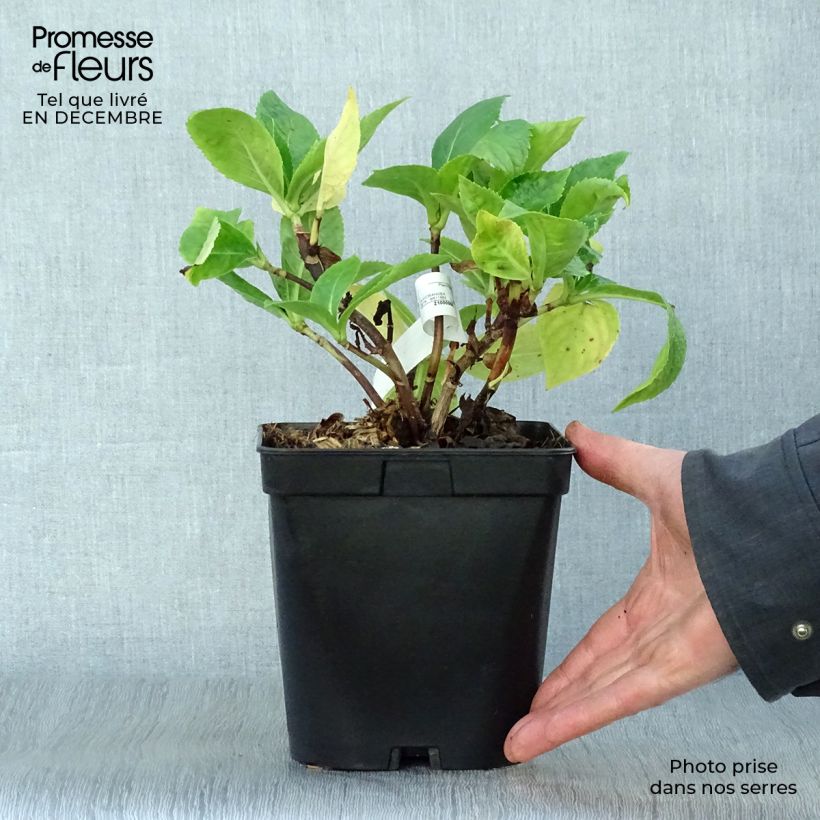 Example of Hortensia - Hydrangea macrophylla Beauté Vendômoise Pot van 2 l/3 l as you get in hiver