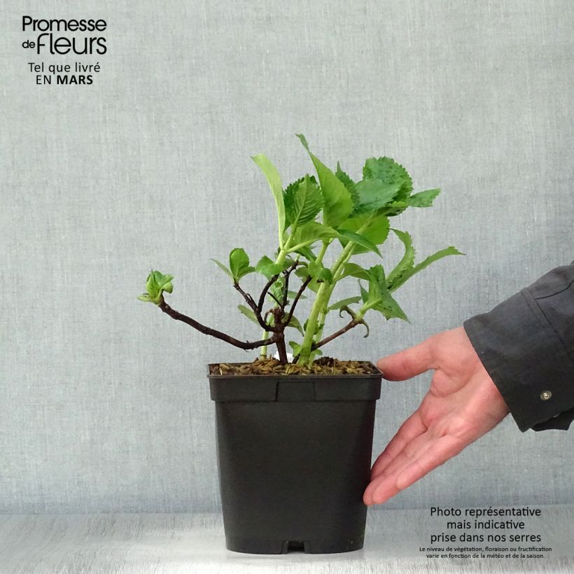 Exemplaar van Hydrangea macrophylla Beauté Vendômoise - Schermhortensia Pot van 2 l/3 l zoals geleverd in de lente