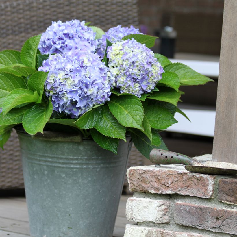 Hydrangea macrophylla Beautensia Spike - Bolhortensia (Plant habit)