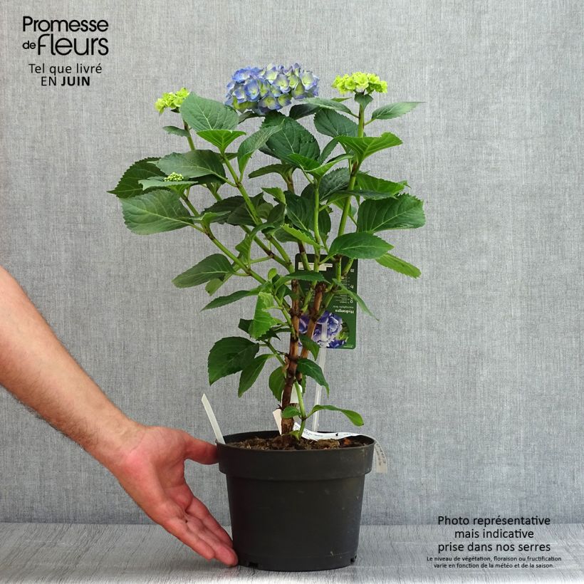 Exemplaar van Hydrangea macrophylla Bela - Bolhortensia Pot van 2 l/3 l zoals geleverd in de zomer