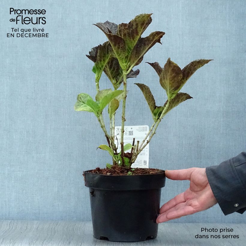 Example of Hortensia macrophylla Belle Séduction Pot van 3 l/4 l as you get in hiver