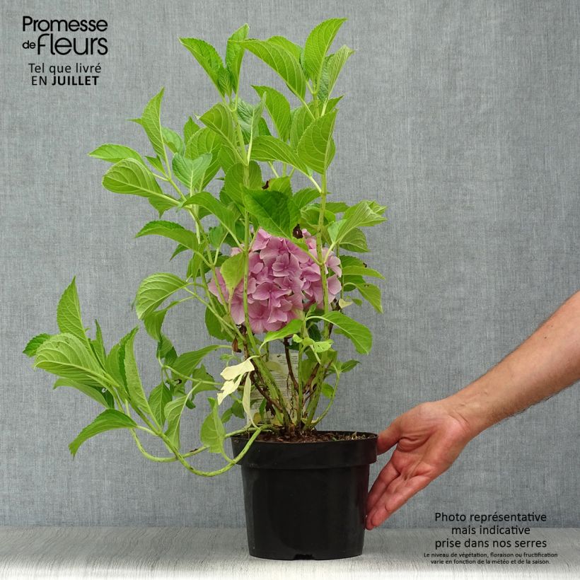 Exemplaar van Boerenhortensia Belle Séduction Bodalan BIO Pot van 3 l/4 l zoals geleverd in de zomer