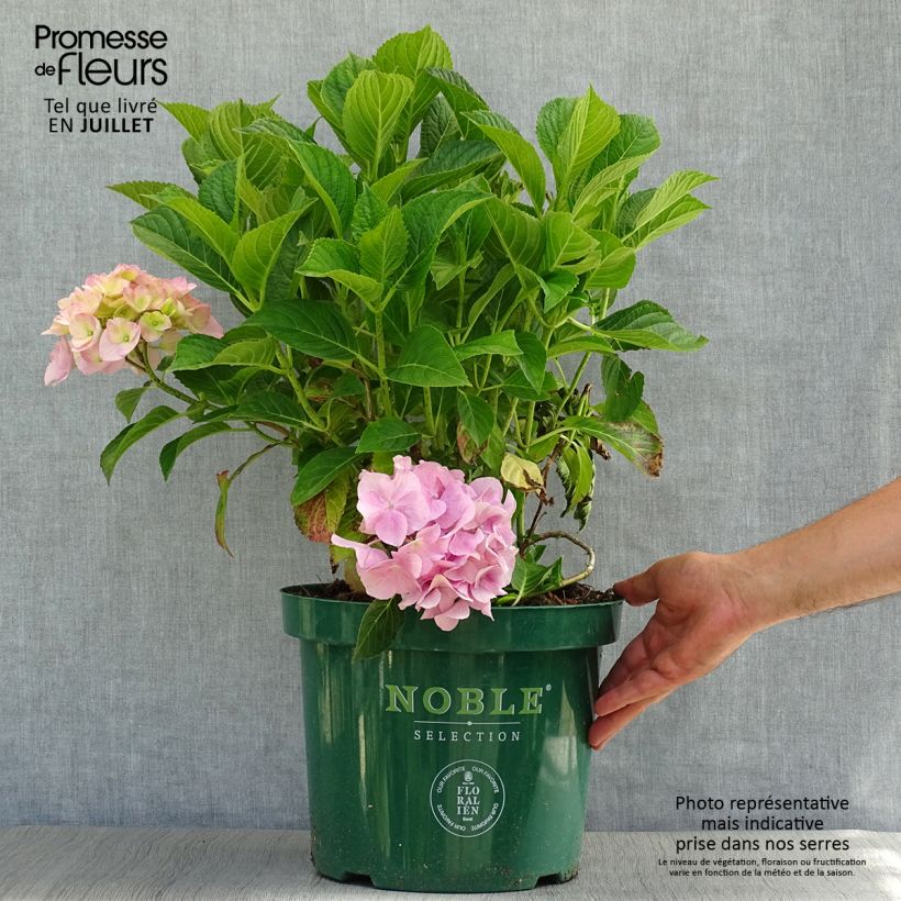 Exemplaar van Boerenhortensia Belle Séduction Bodalan BIO Pot van 7,5 l/10 l zoals geleverd in de zomer