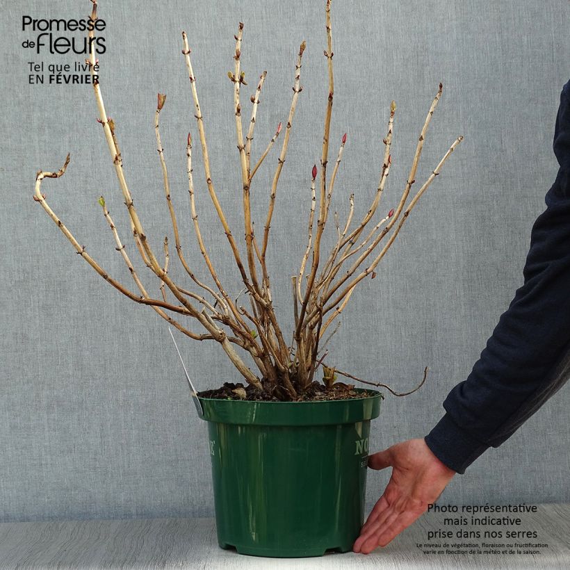 Example of Hortensia macrophylla Belle Séduction Pot van 7,5 l/10 l as you get in hiver