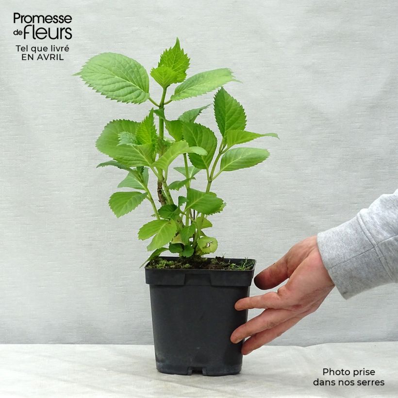 Exemplaar van Hydrangea macrophylla Benelux - Bolhortensia Pot van 2 l/3 l, Struik zoals geleverd in de lente